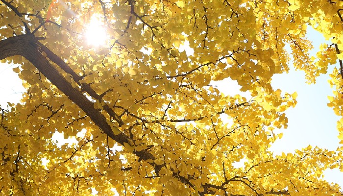 Der Ginkgo ist ein Unikum, sagt der Autor. Foto: PastorJeon / Pixabay